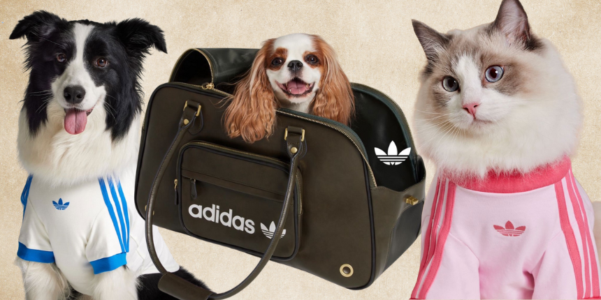 Thanks to adidas’ New Pet Collection, Your Dog’s Fits Will Look Harder Than Yours