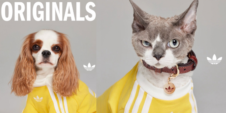 Thanks to adidas' New Pet Collection, Your Dog's Fits Will Look Harder ...